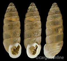 IMG_detallada/Graniberia braunii braunii.jpg